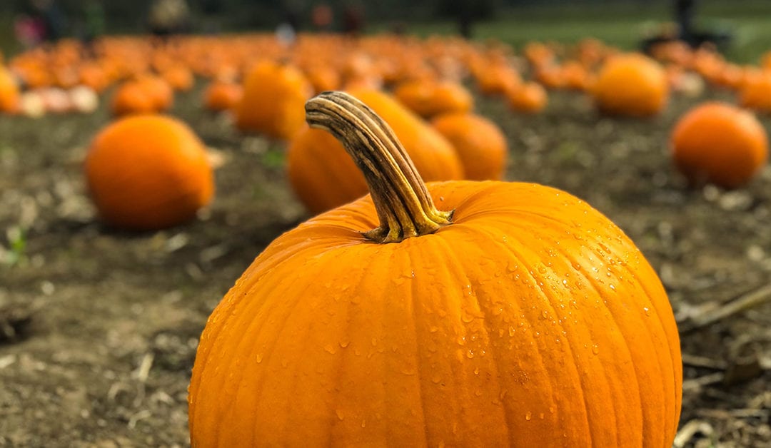 Skip the Latte, Enjoy Pumpkin the Healthy Way